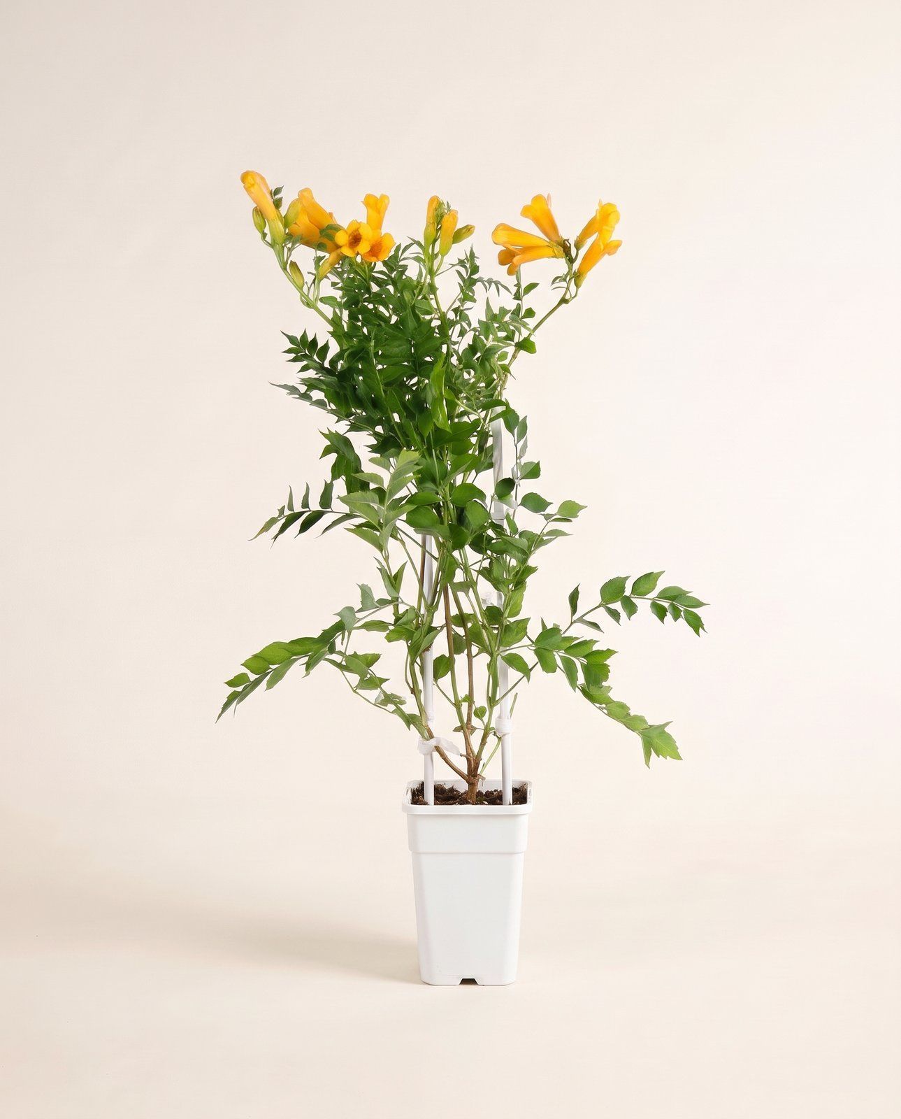 Campsis Trumpet Vine Flava Golden Trumpet