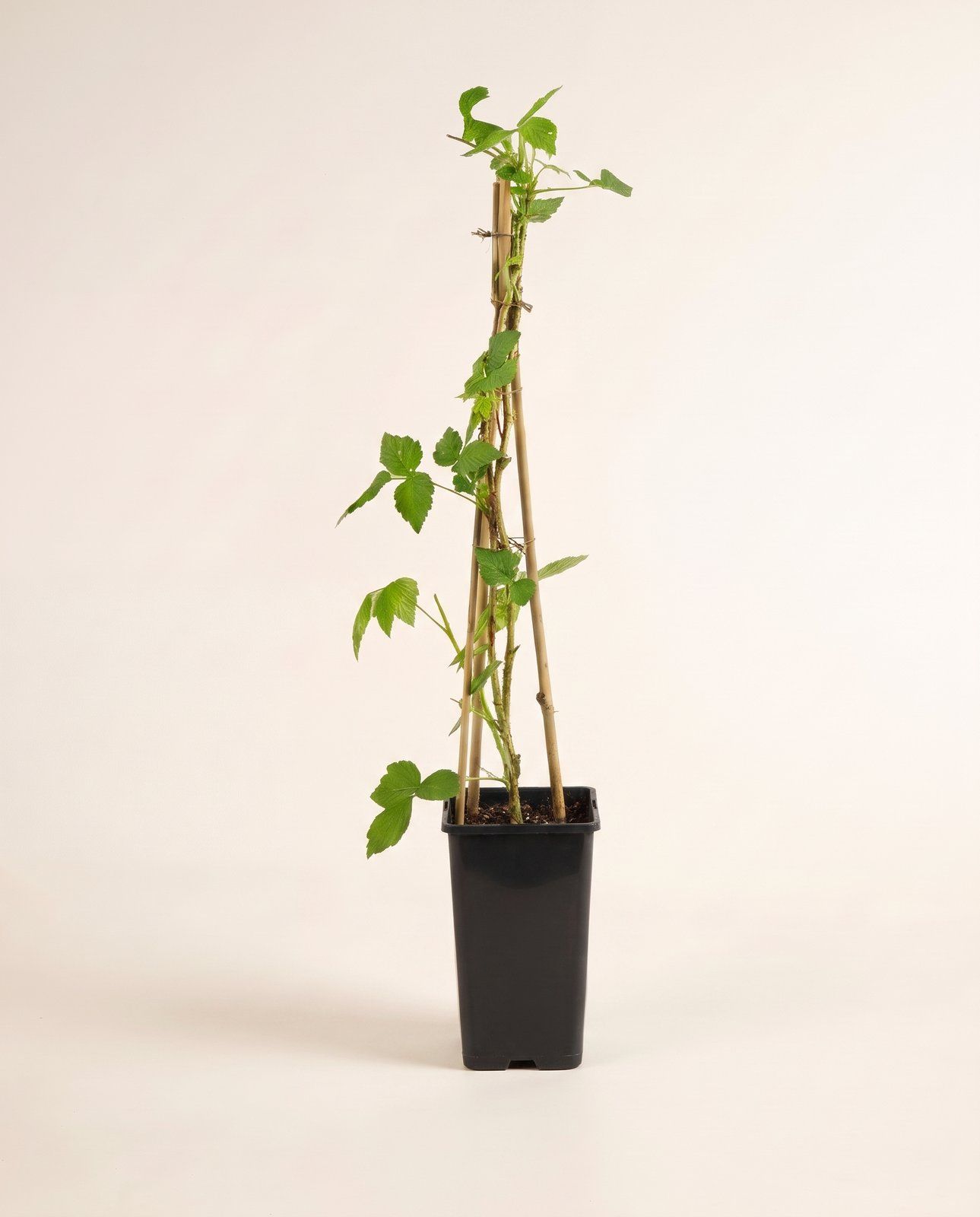 Rubus Frambuesa Idaeus Heritage