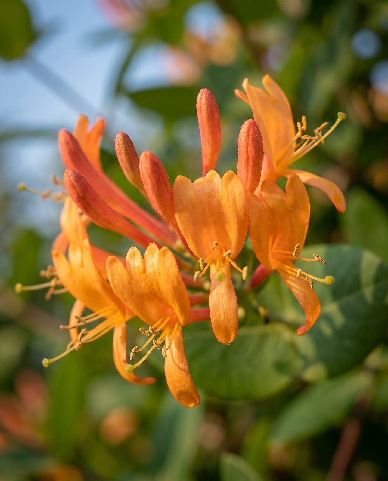 Lonicera Geißblatt Tellmanniana