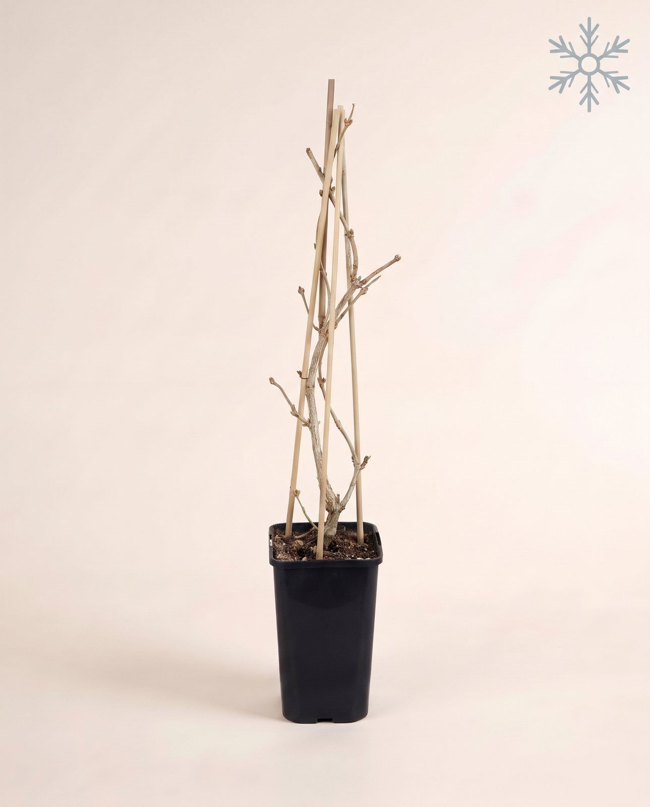 Lonicera Geißblatt Tellmanniana