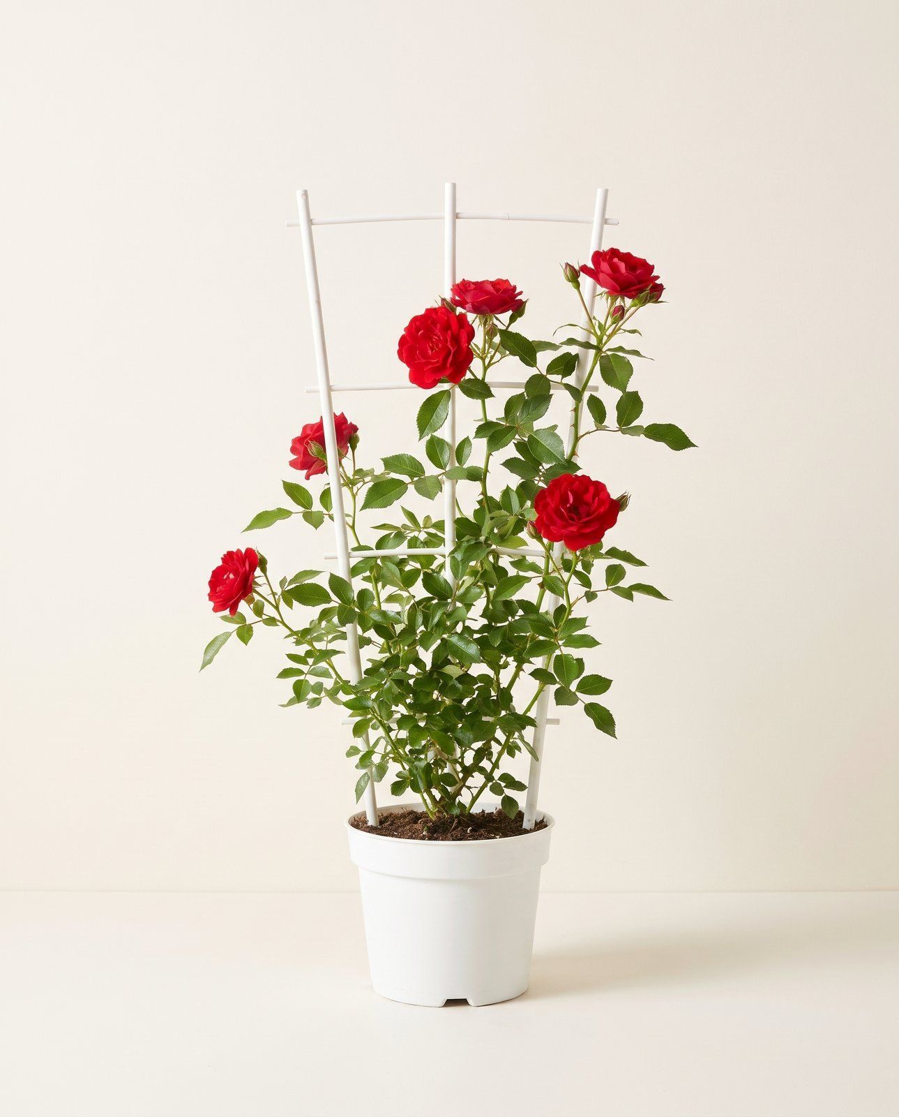 Rosa Kletterrose Klimroos Rood