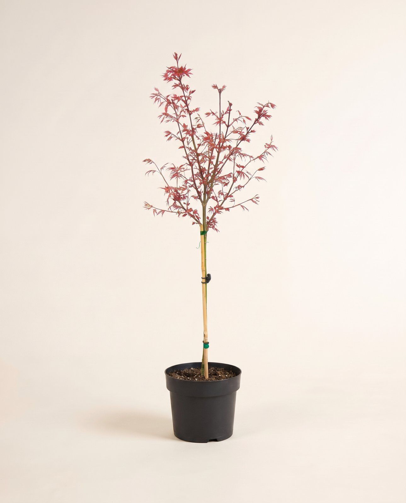 Acer Arce japonés Palmatum Shaina (stam)
