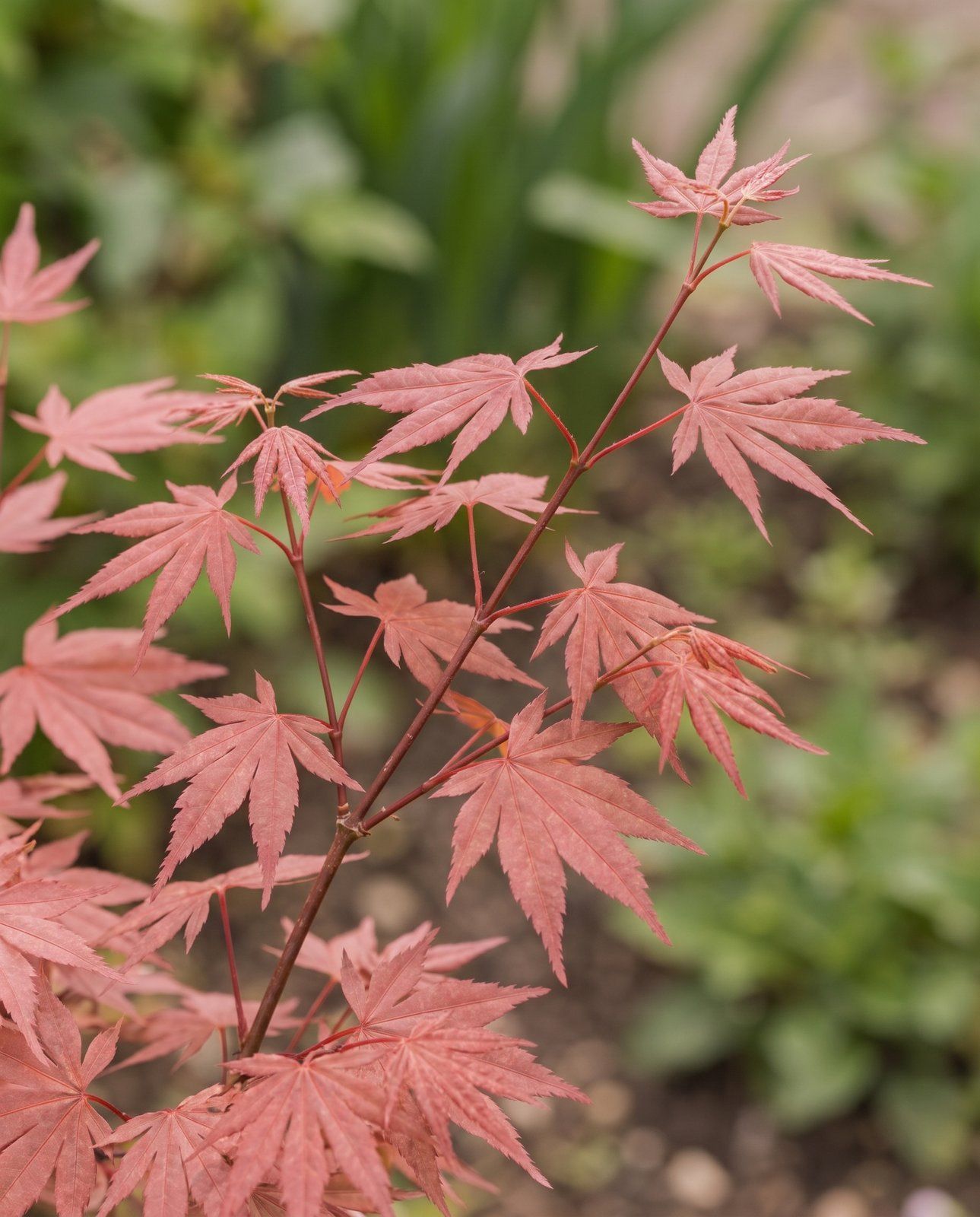 Acer Fächerahorn Palmatum Taylor