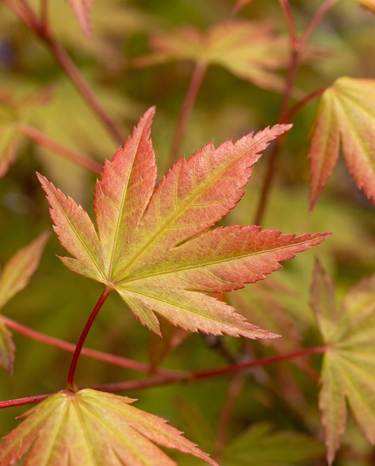 Acer Arce japonés Moonrise (op stam)