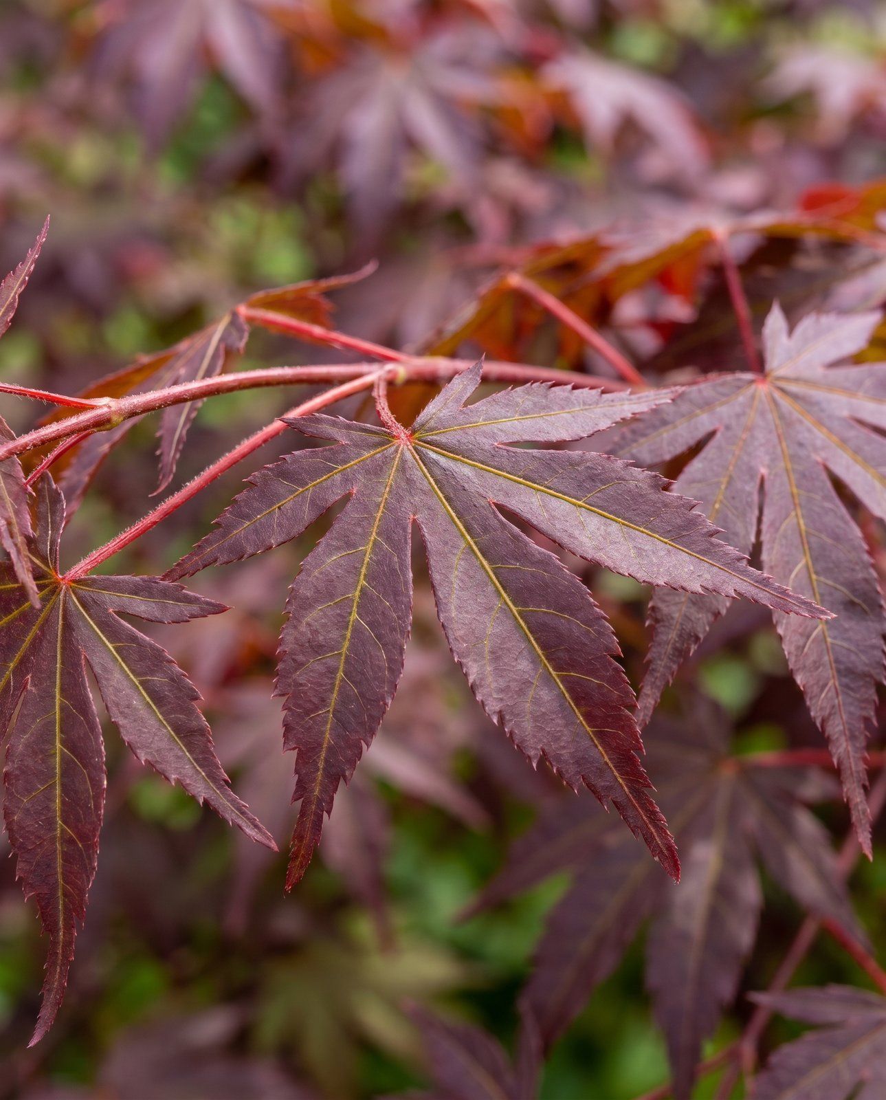 Acer Arce japonés Atropurpureum