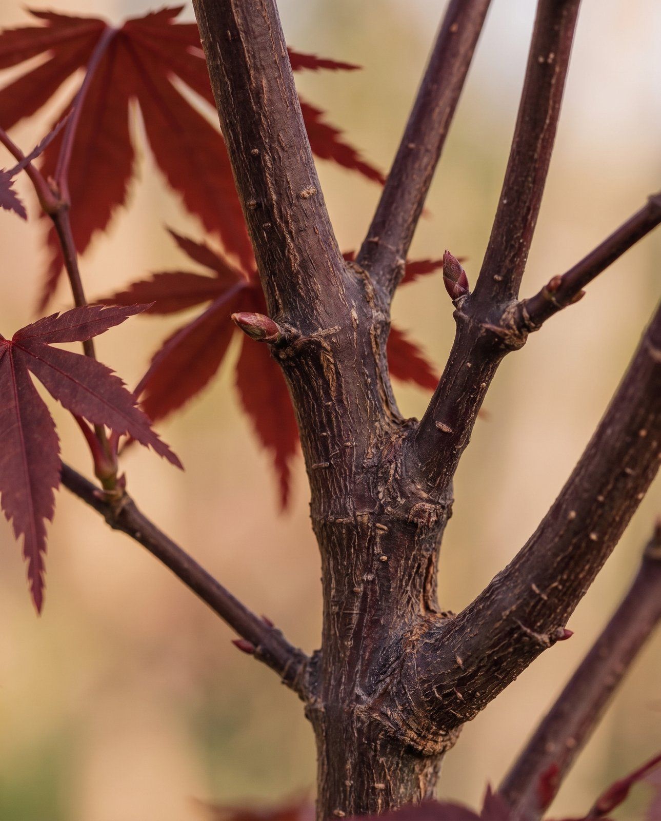 Acer Arce japonés Atropurpureum