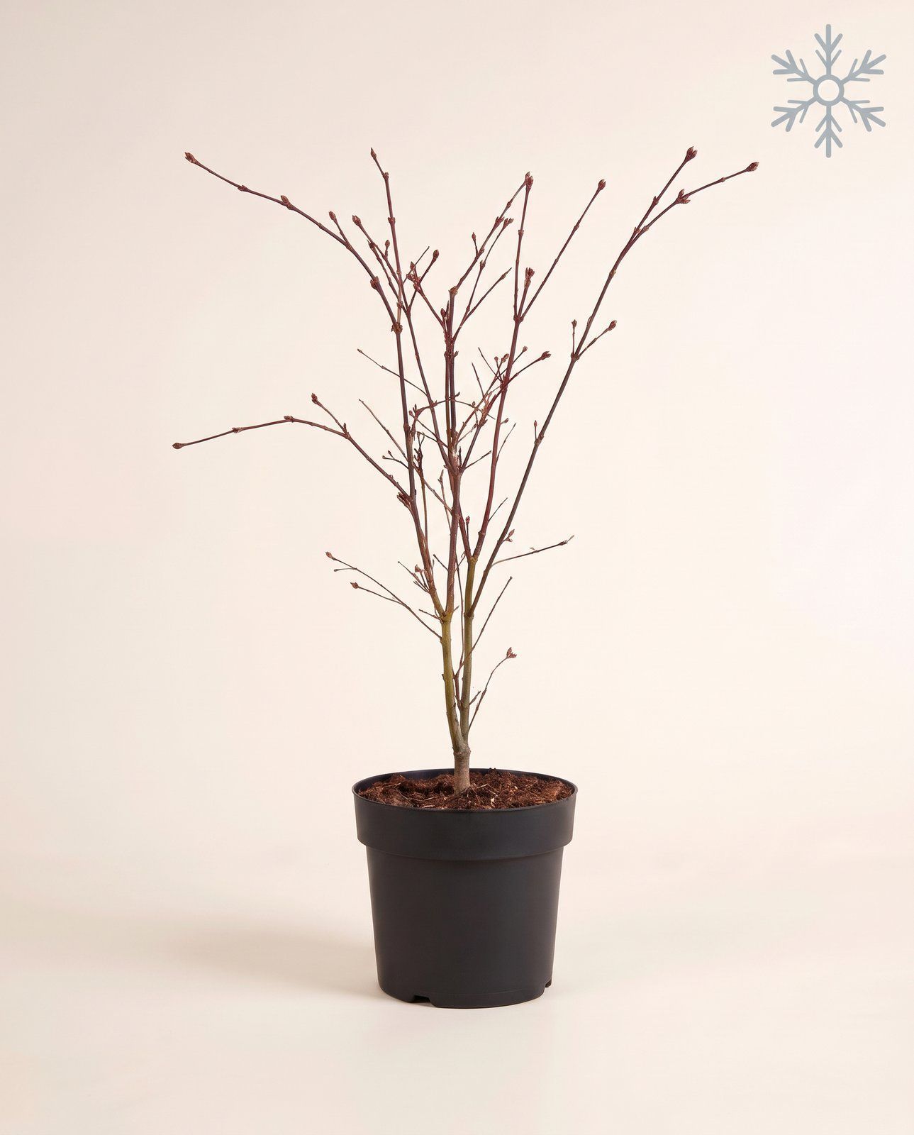 Acer Arce japonés Atropurpureum
