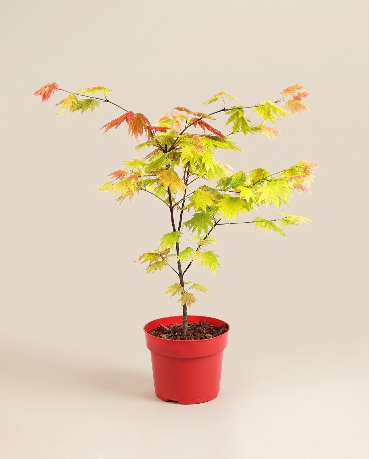 Acer Arce japonés Moonrise