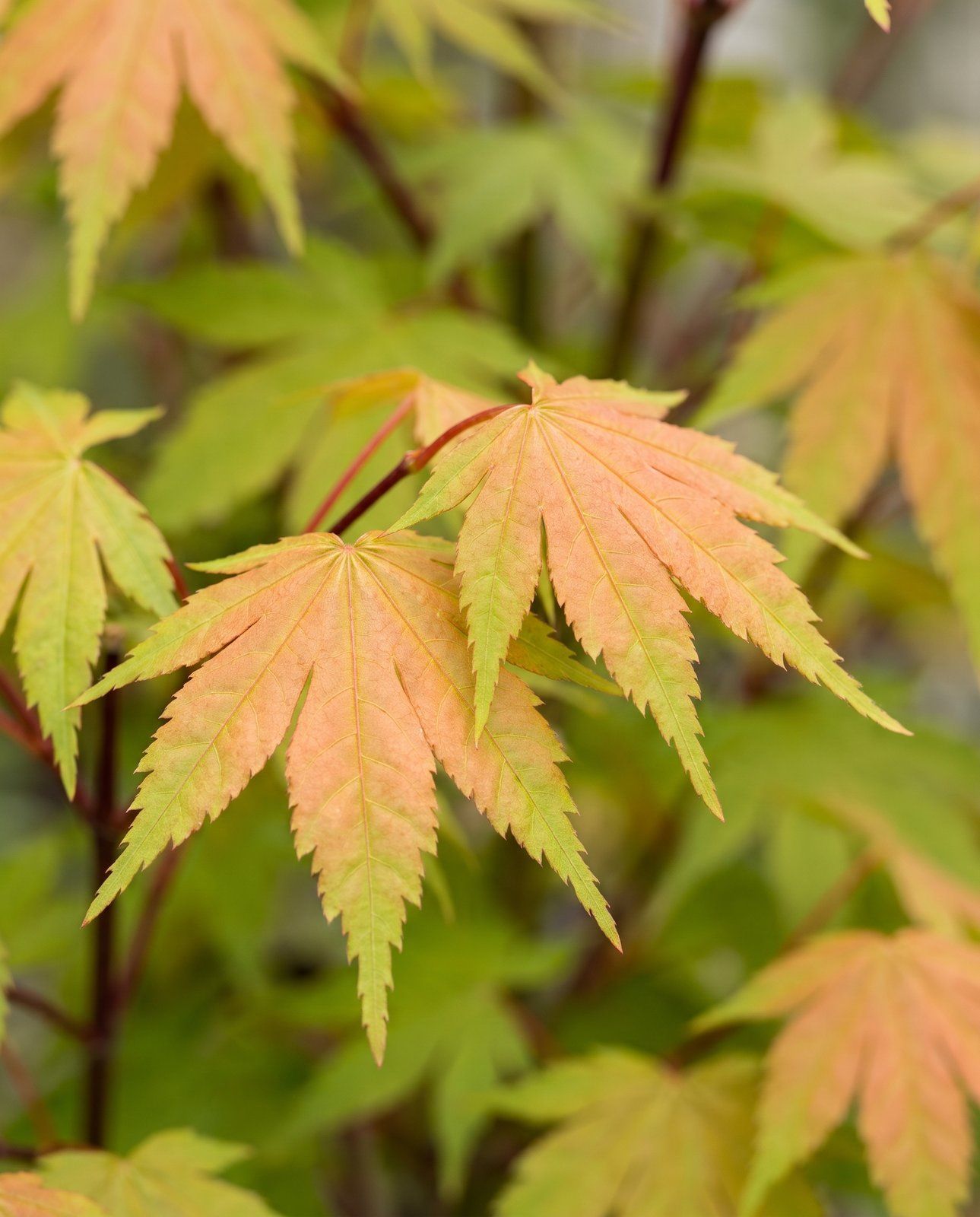 Acer Arce japonés Moonrise