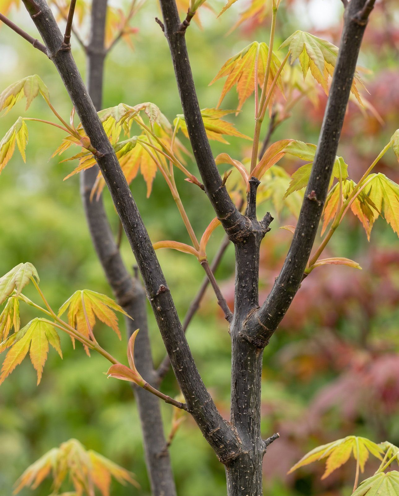 Acer Arce japonés Moonrise