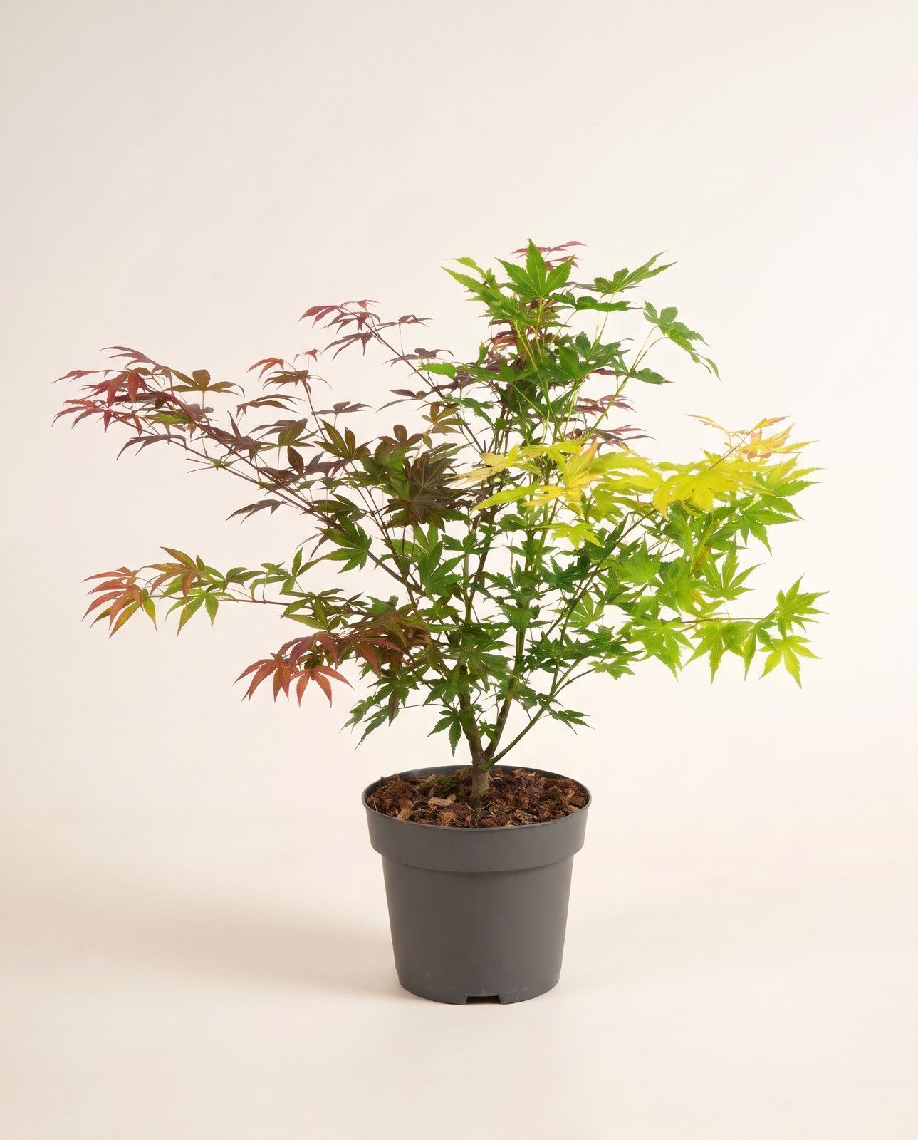 Acer Arce japonés Palmatum Festival