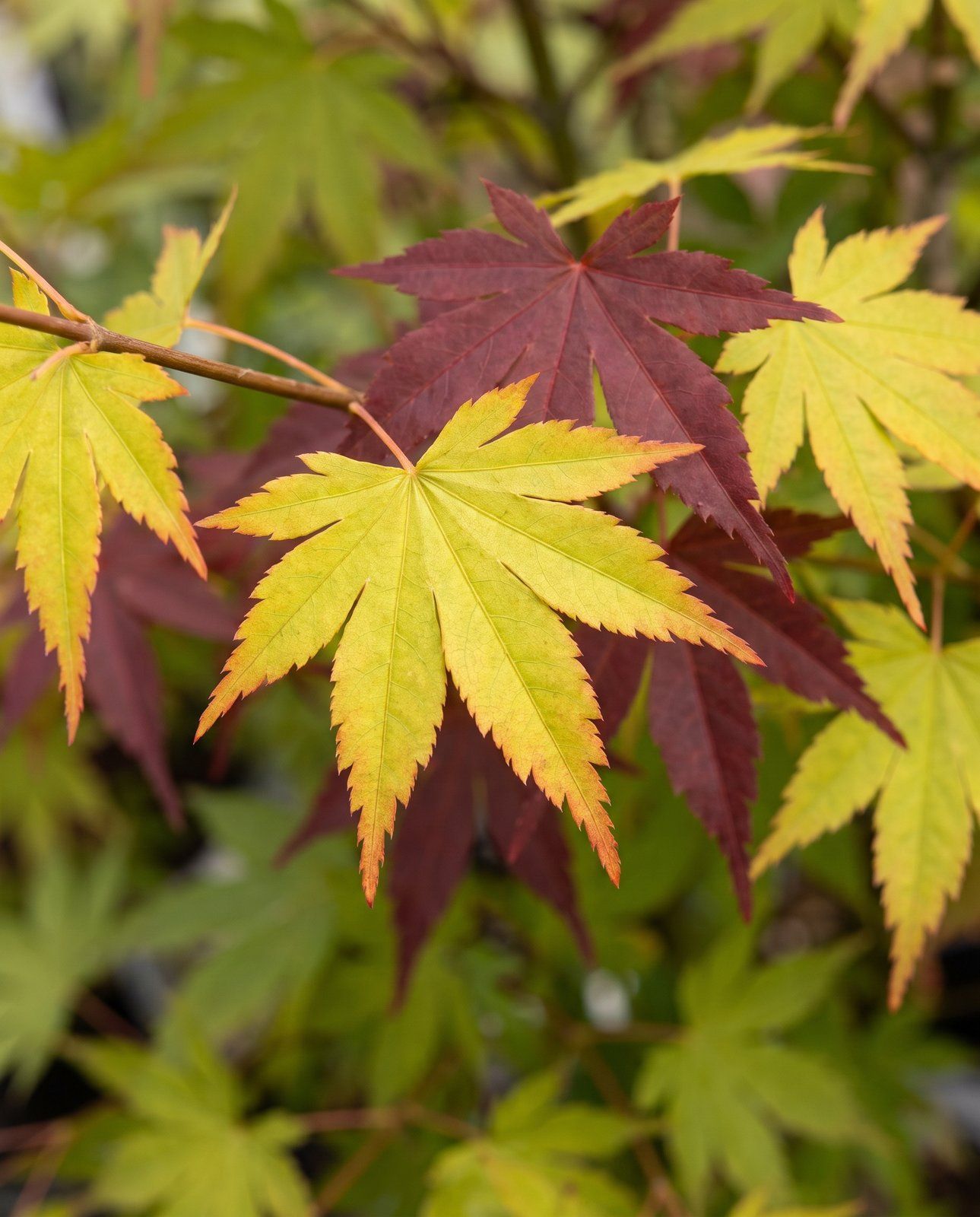 Acer Arce japonés Palmatum Festival