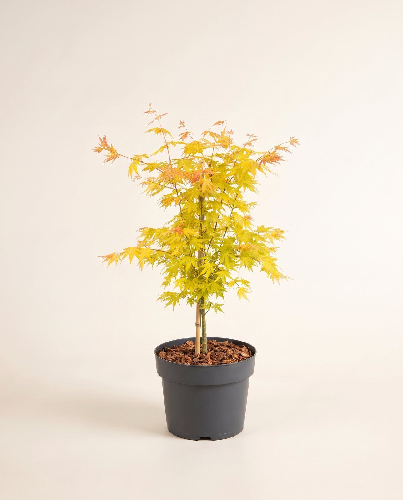 Acer Fächerahorn Palmatum Orange Dream
