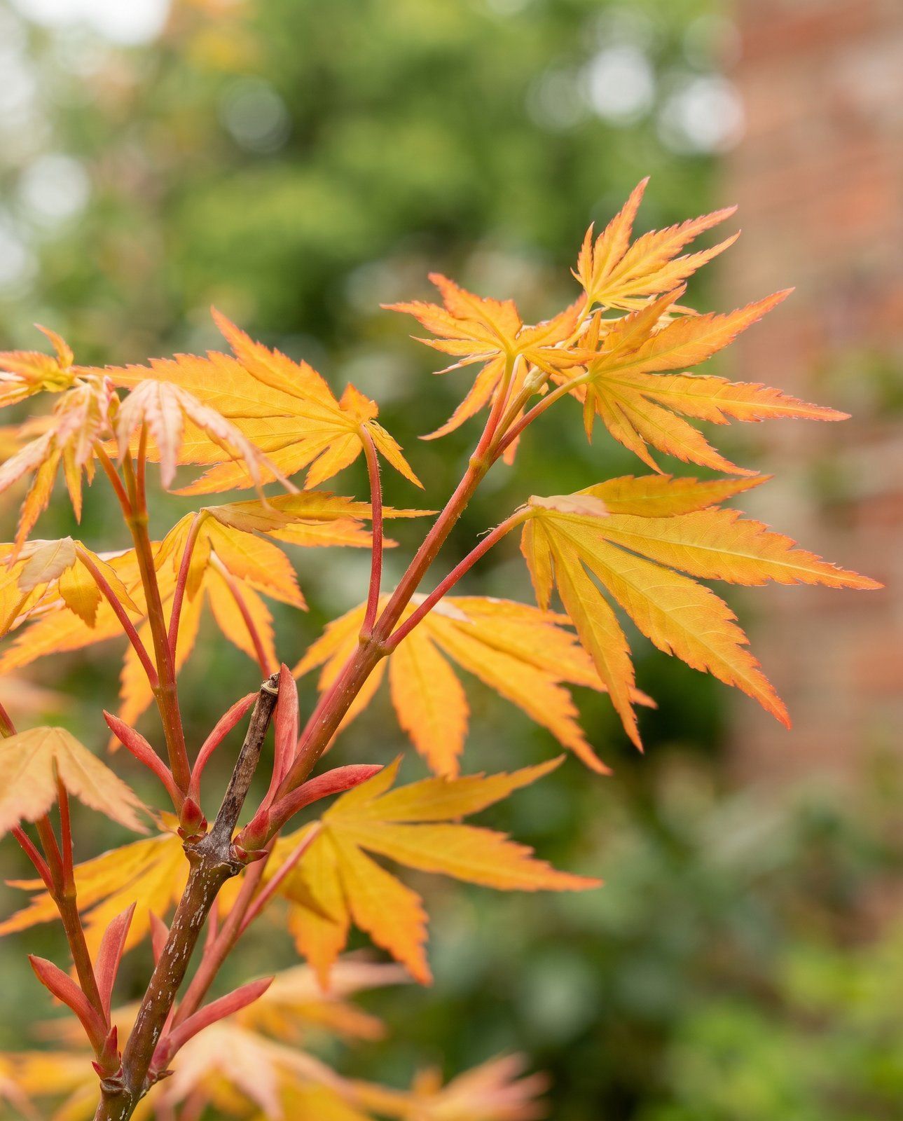 Acer Fächerahorn Palmatum Orange Dream