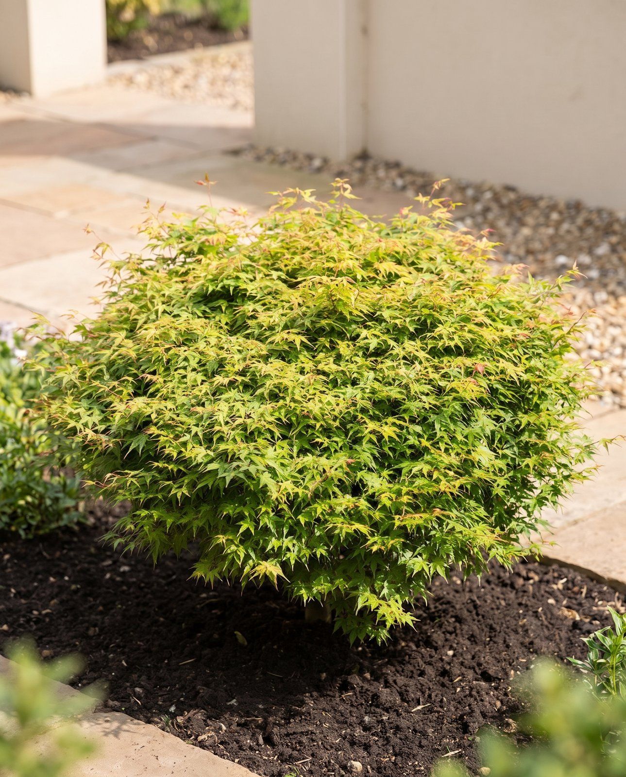 Acer Japanischer Fächerahorn Little Princess