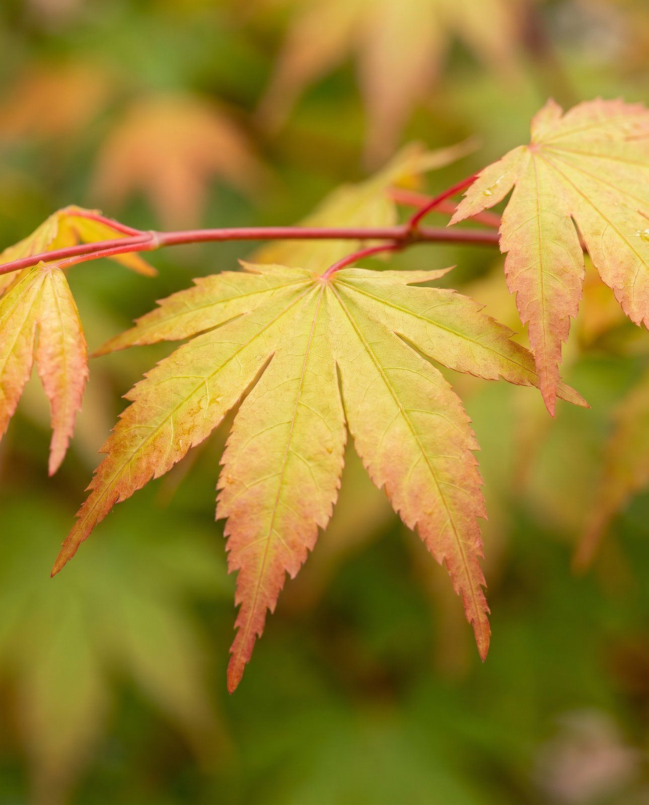 Acer Fächerahorn Palmatum Orange Dream