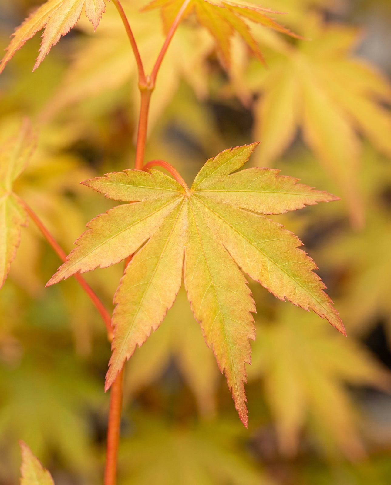 Acer Fächerahorn Orange Dream