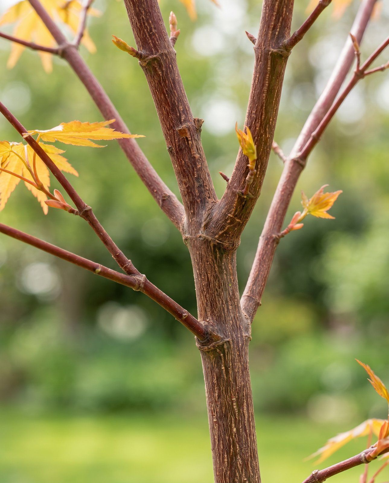 Acer Fächerahorn Orange Dream