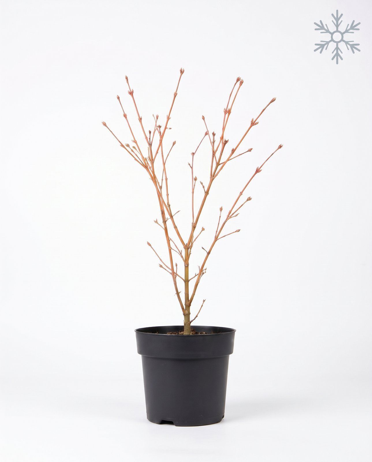 Acer Fächerahorn Orange Dream