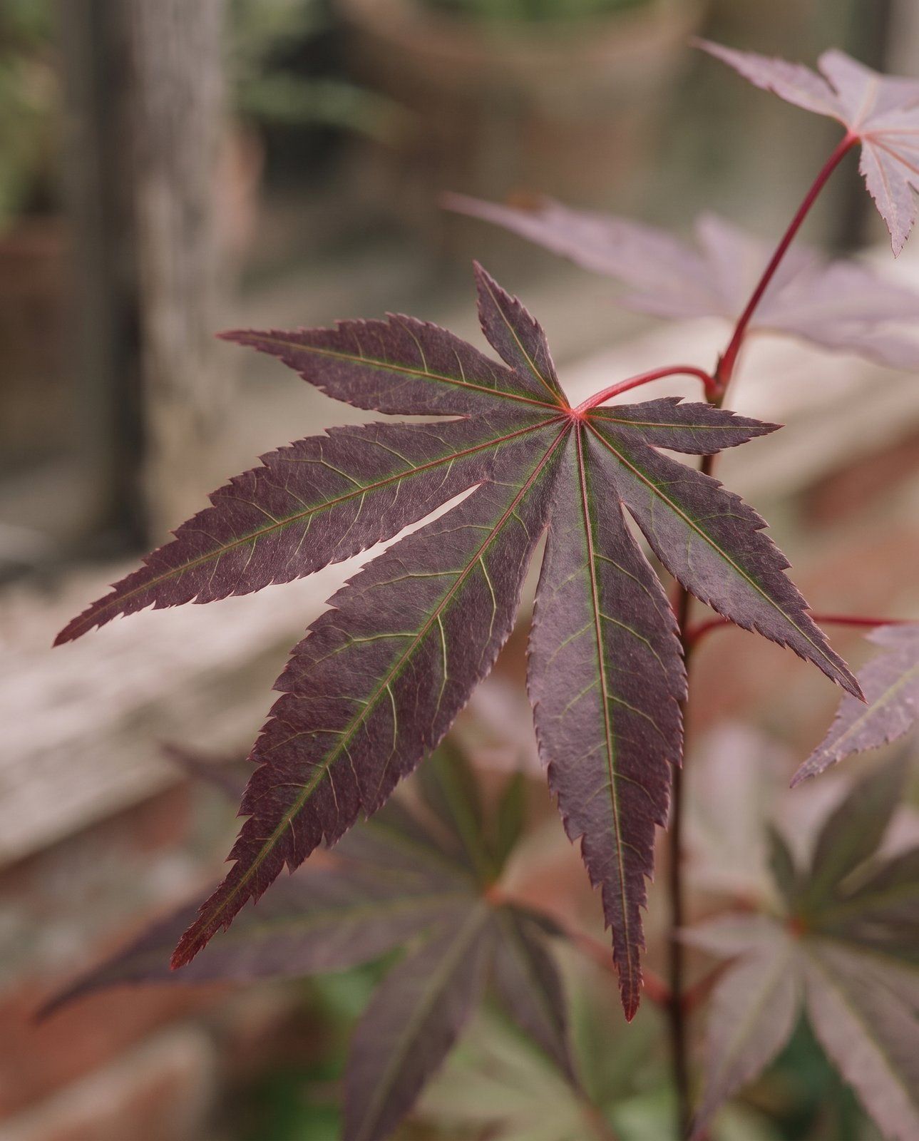 Acer Acero giapponese Atropurpureum
