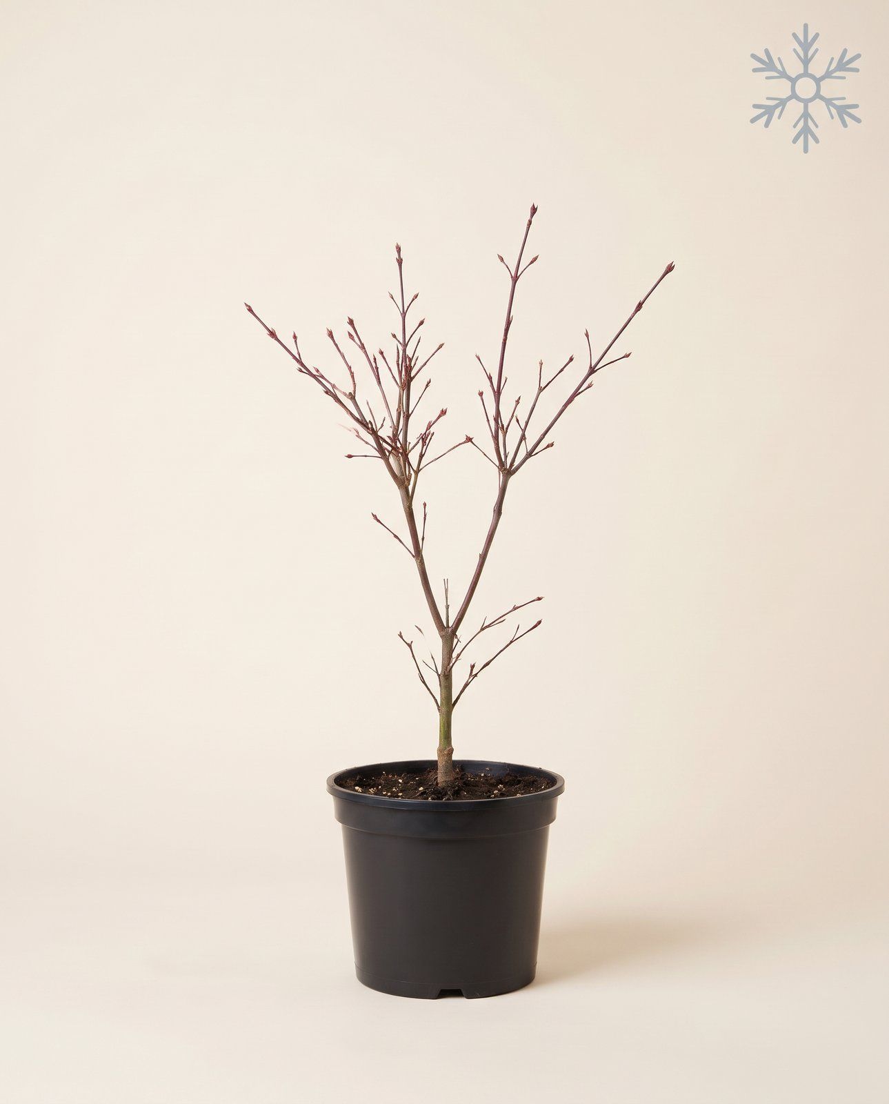 Acer Acero giapponese Atropurpureum
