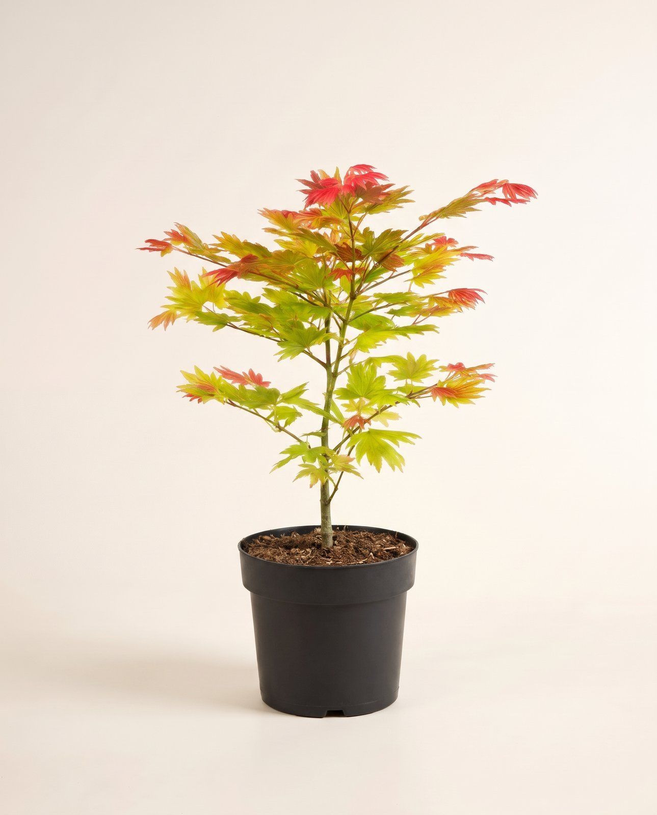 Acer Acero giapponese Moonrise