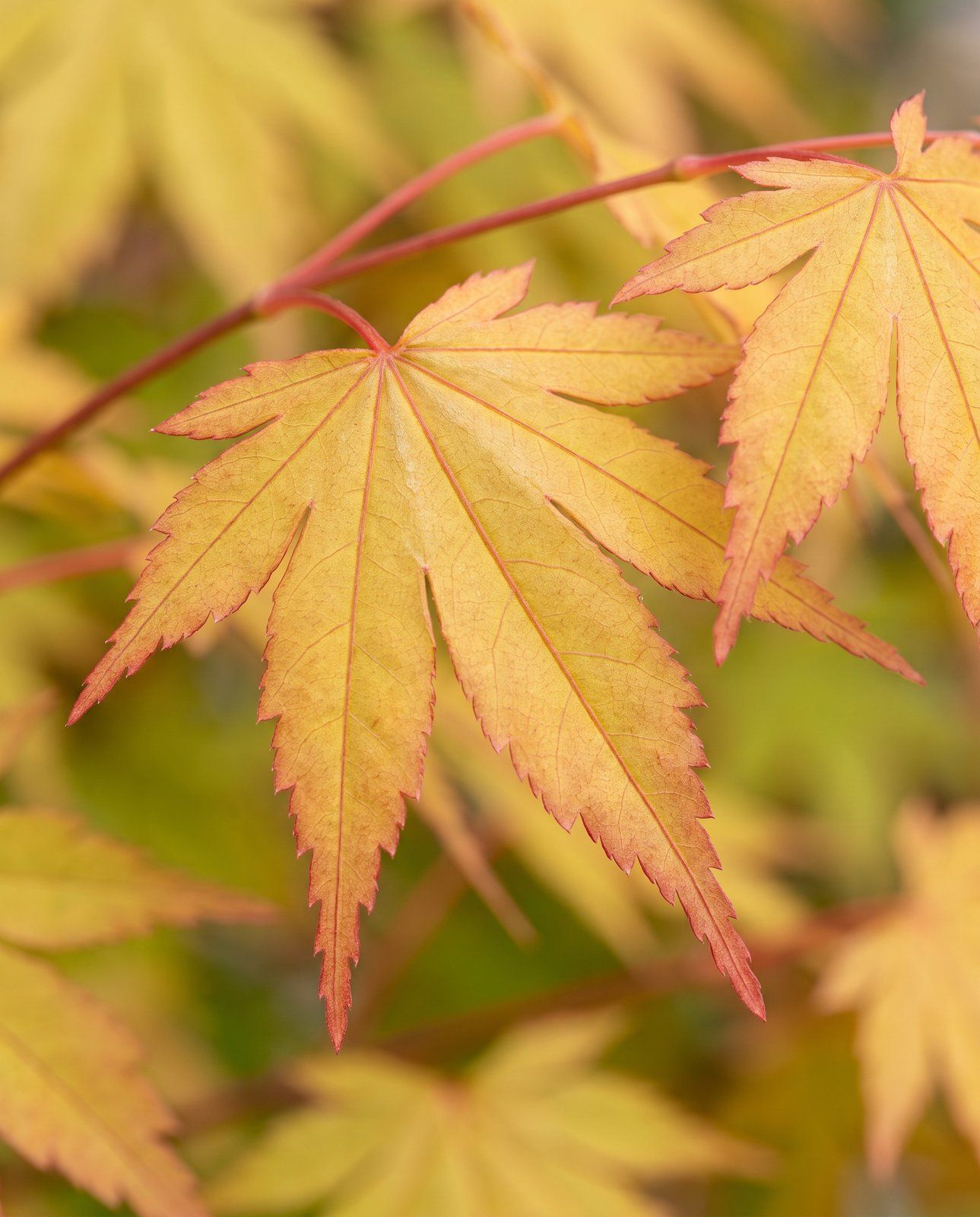 Acer Acero giapponese Moonrise