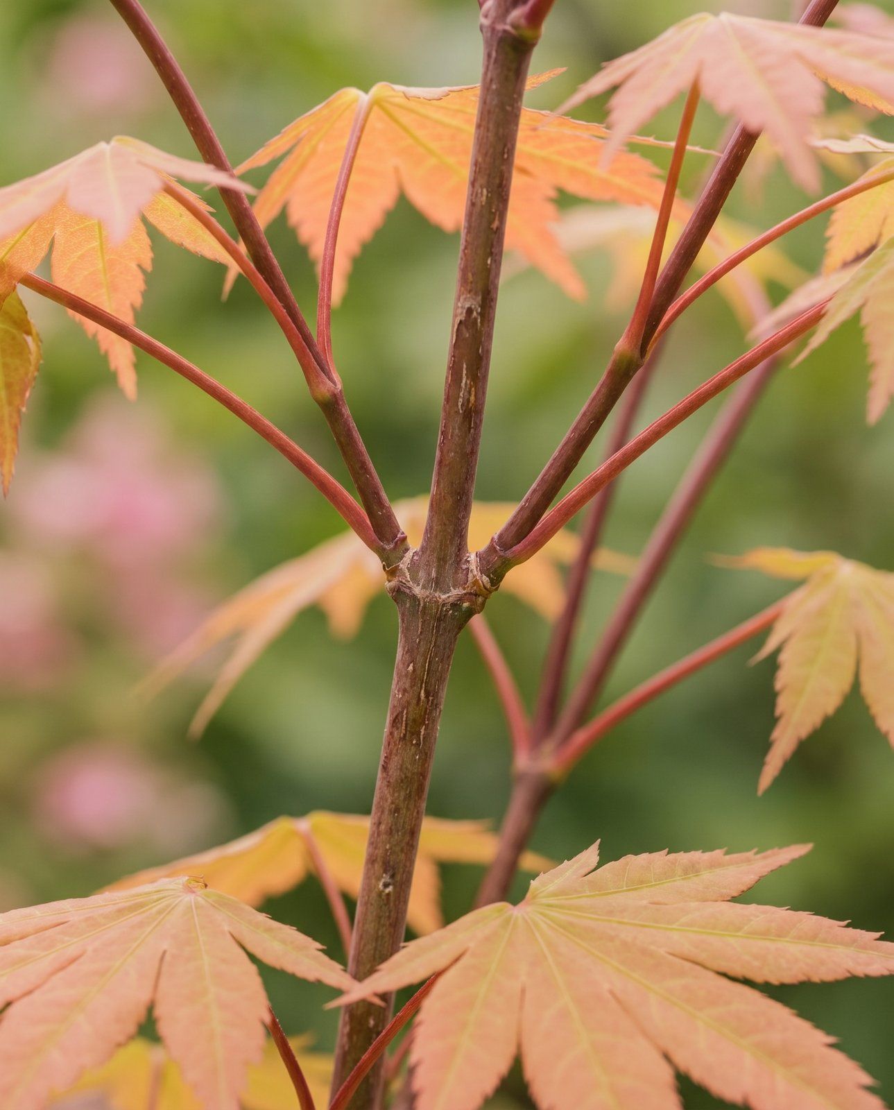 Acer Acero giapponese Moonrise