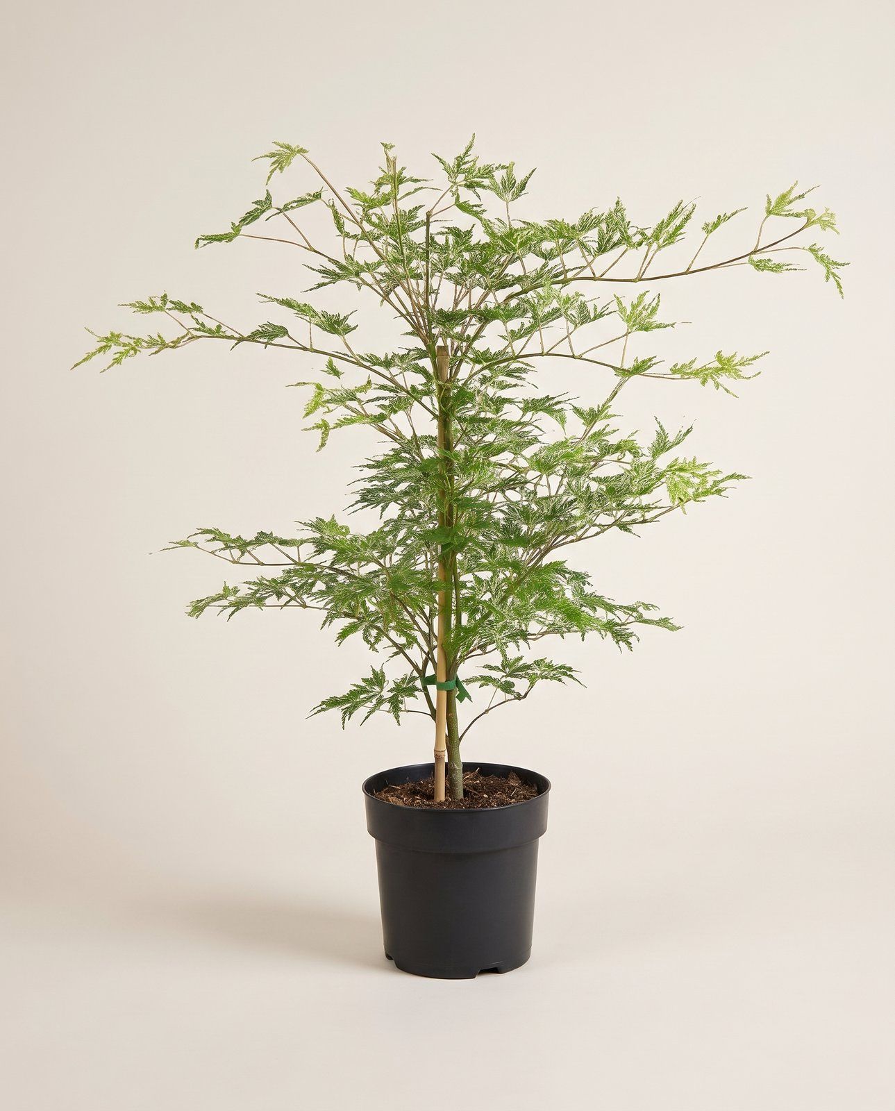 Acer Arce japonés Emerald Lace
