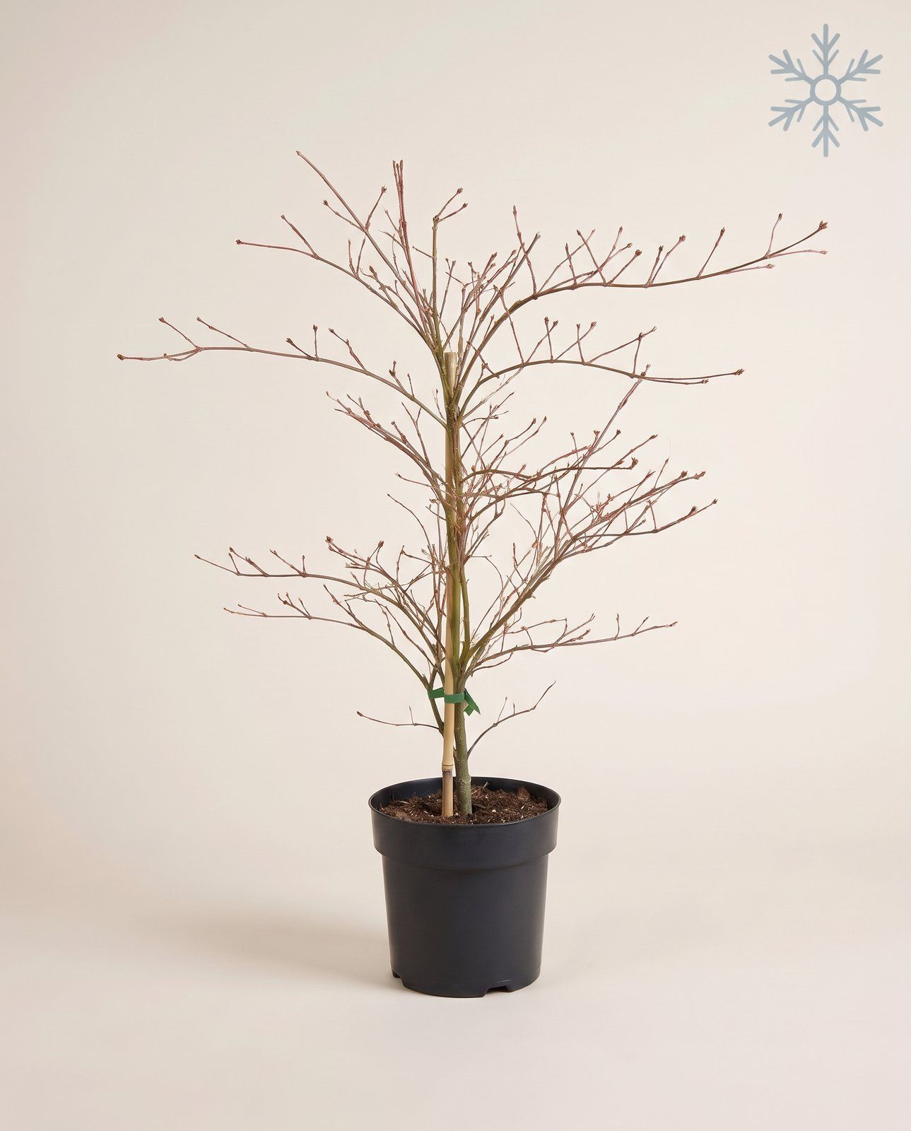 Acer Arce japonés Emerald Lace