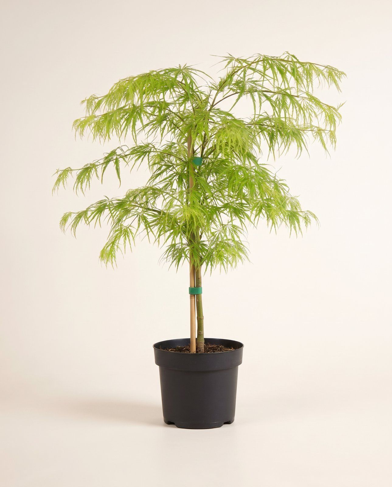 Acer Japanischer Ahorn Dissectum