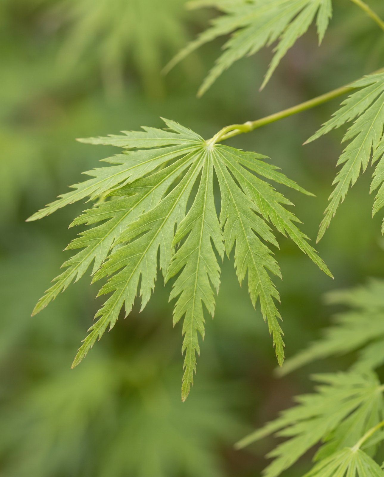 Acer Japanischer Ahorn Dissectum
