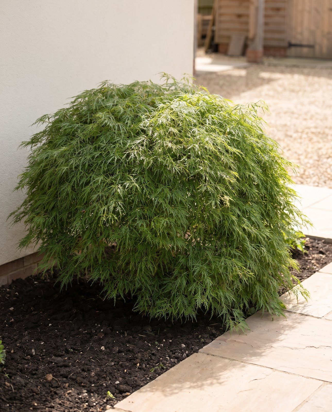 Acer Japanischer Ahorn Dissectum