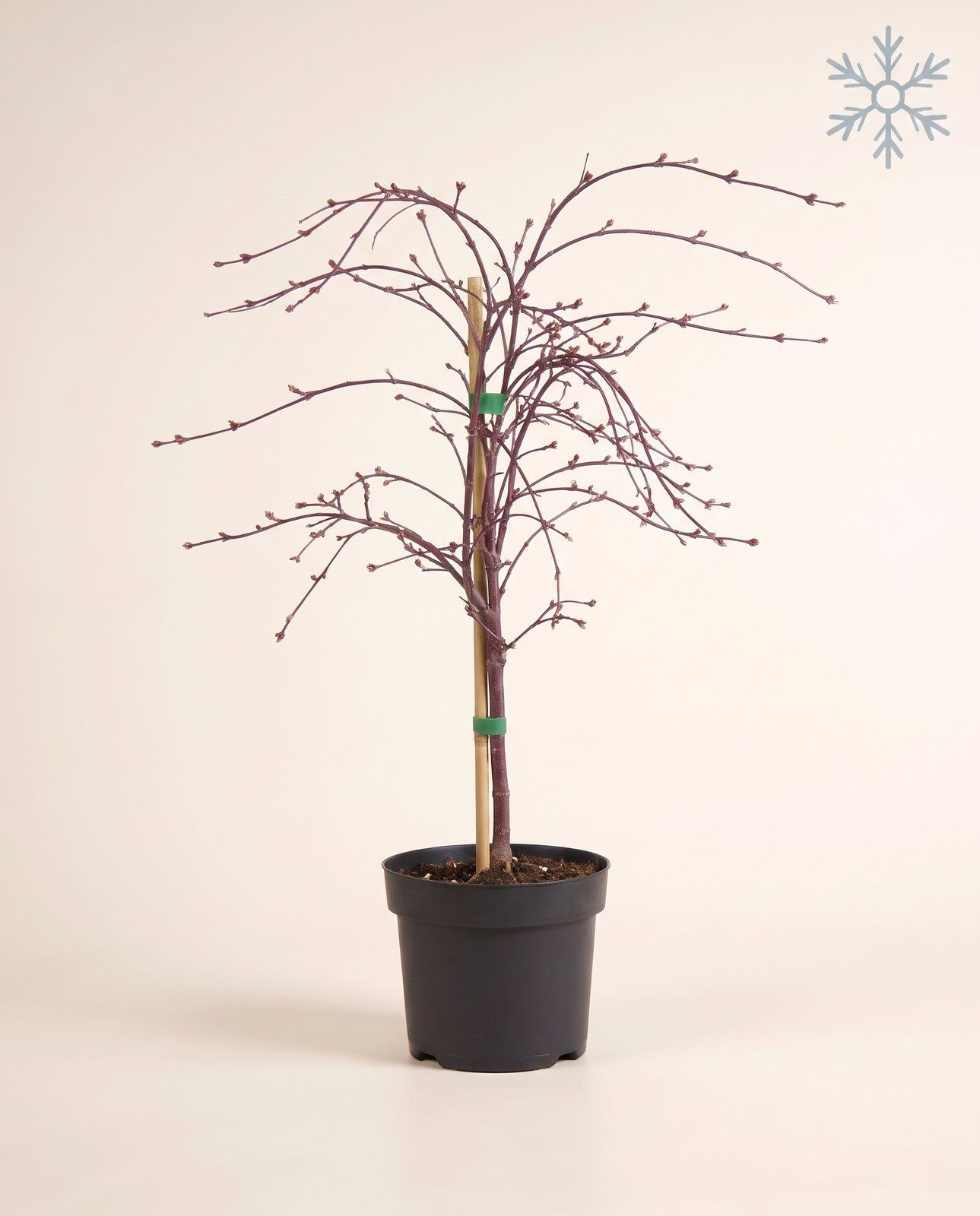 Acer Japanischer Ahorn Dissectum