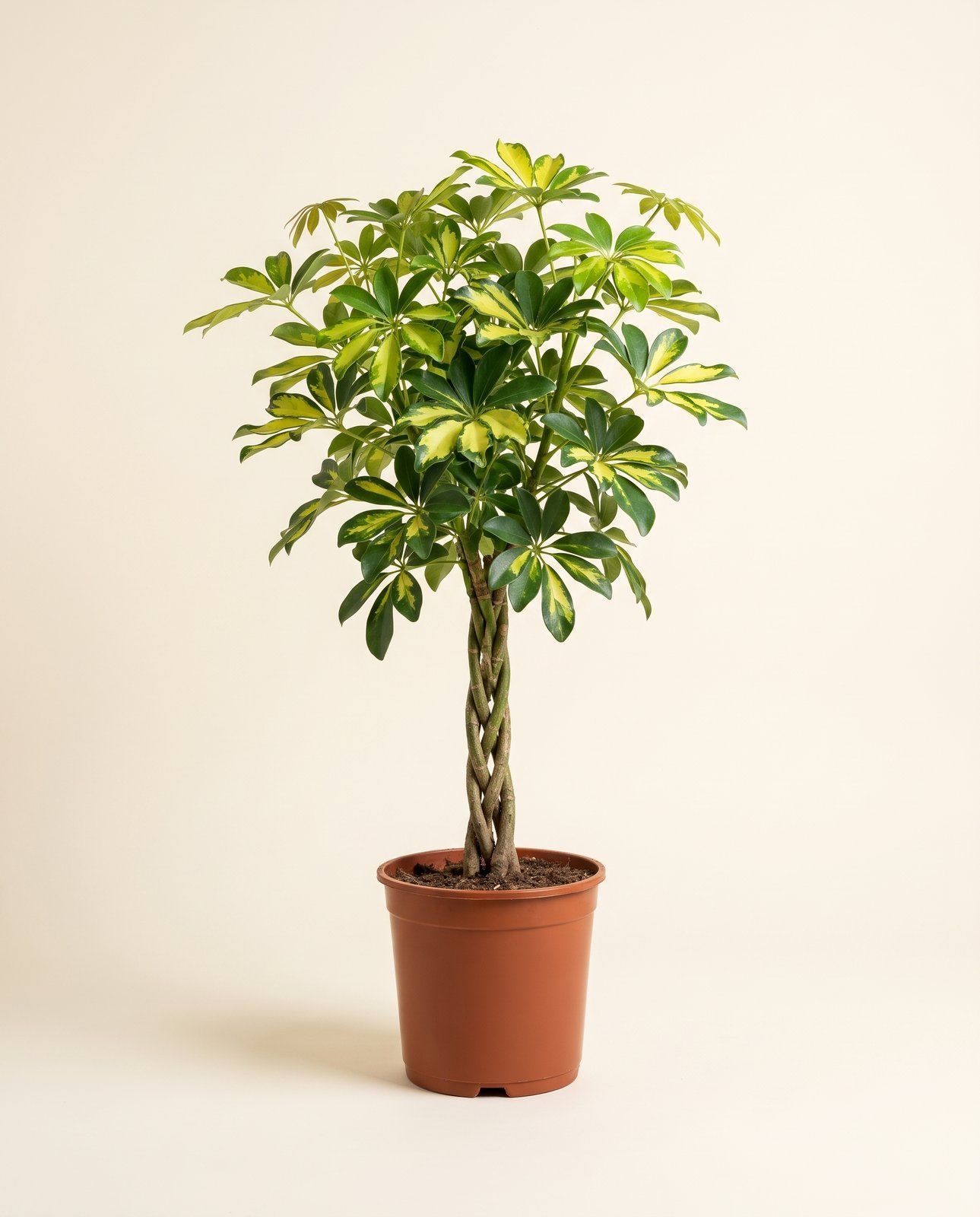 Schefflera Albero ombrello Arboricola Gold Capella