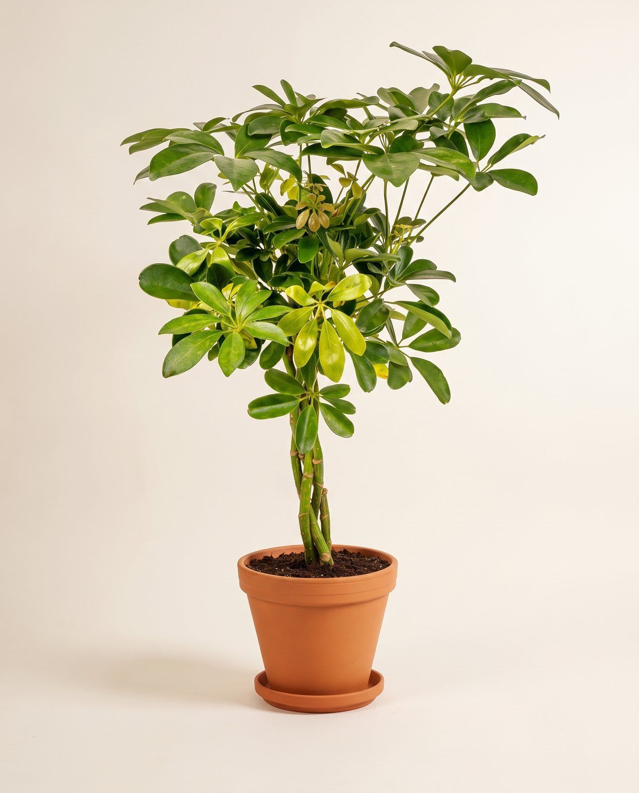 Schefflera Strahlenaralie Arboricola Gold Capella