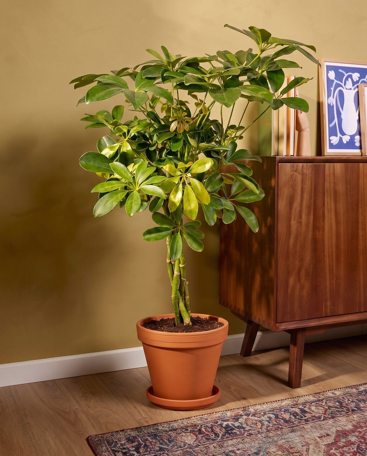Schefflera Strahlenaralie Arboricola Gold Capella
