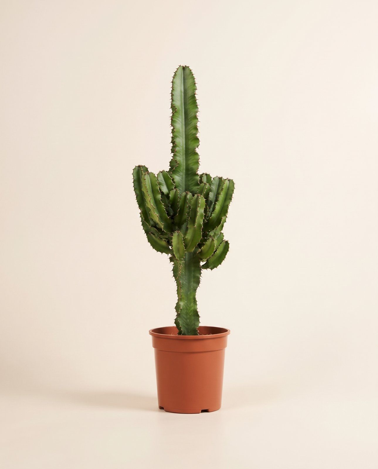Euphorbia Wolfsmilch Eritrea