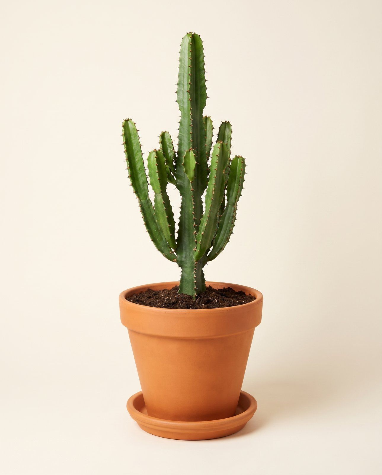 Euphorbia Wolfsmilch Eritrea