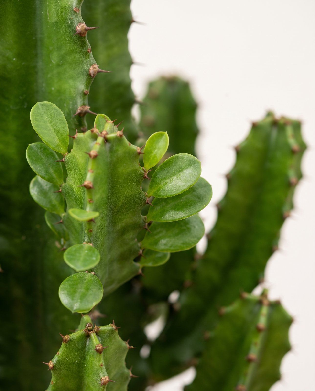 Euphorbia Wolfsmilch Eritrea