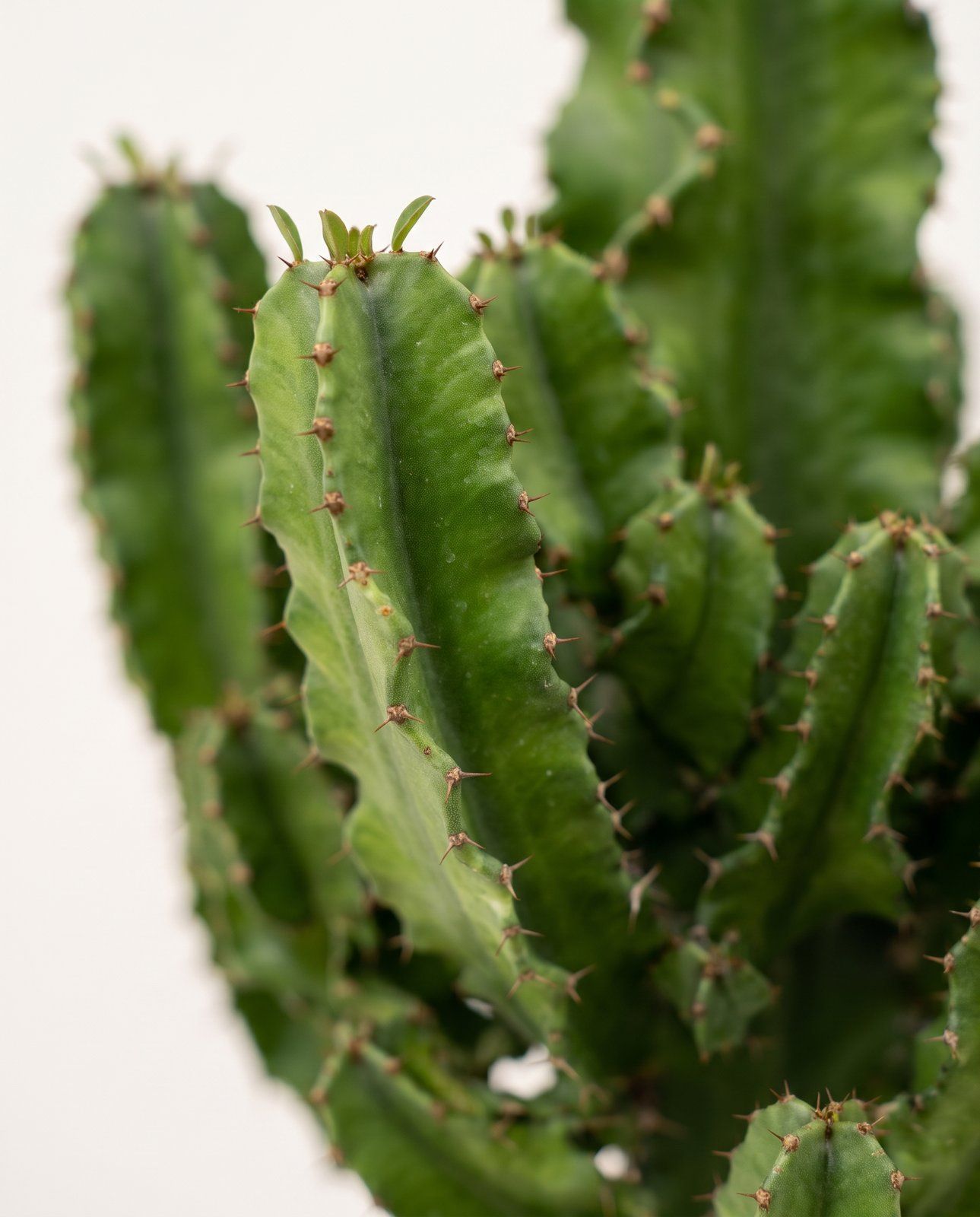 Euphorbia Wolfsmilch Eritrea