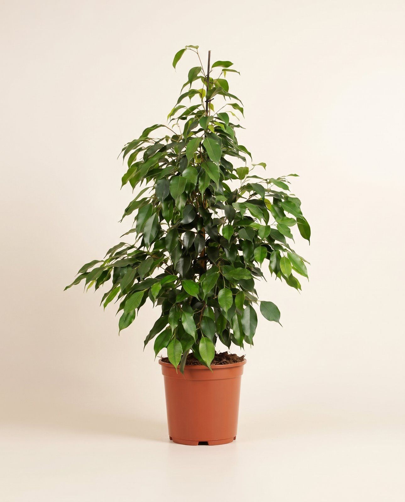 Ficus Figuier pleureur Danielle