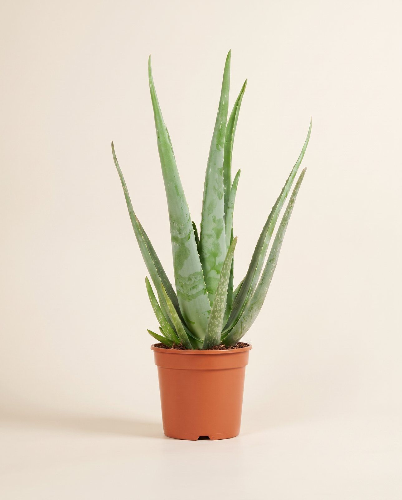 Aloë Vera Aloe vera Aloë Vera