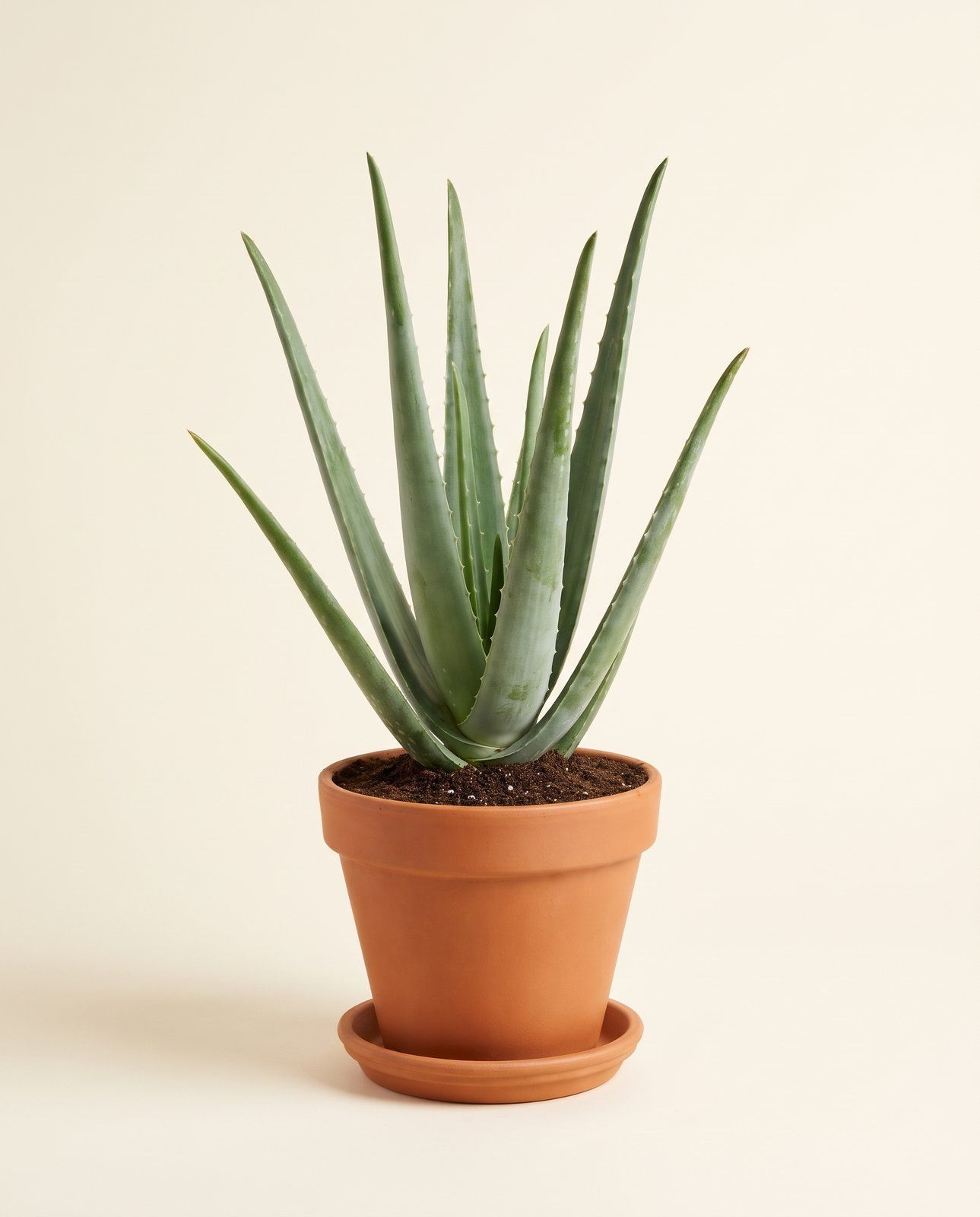 Aloë Vera Aloe vera Aloë Vera