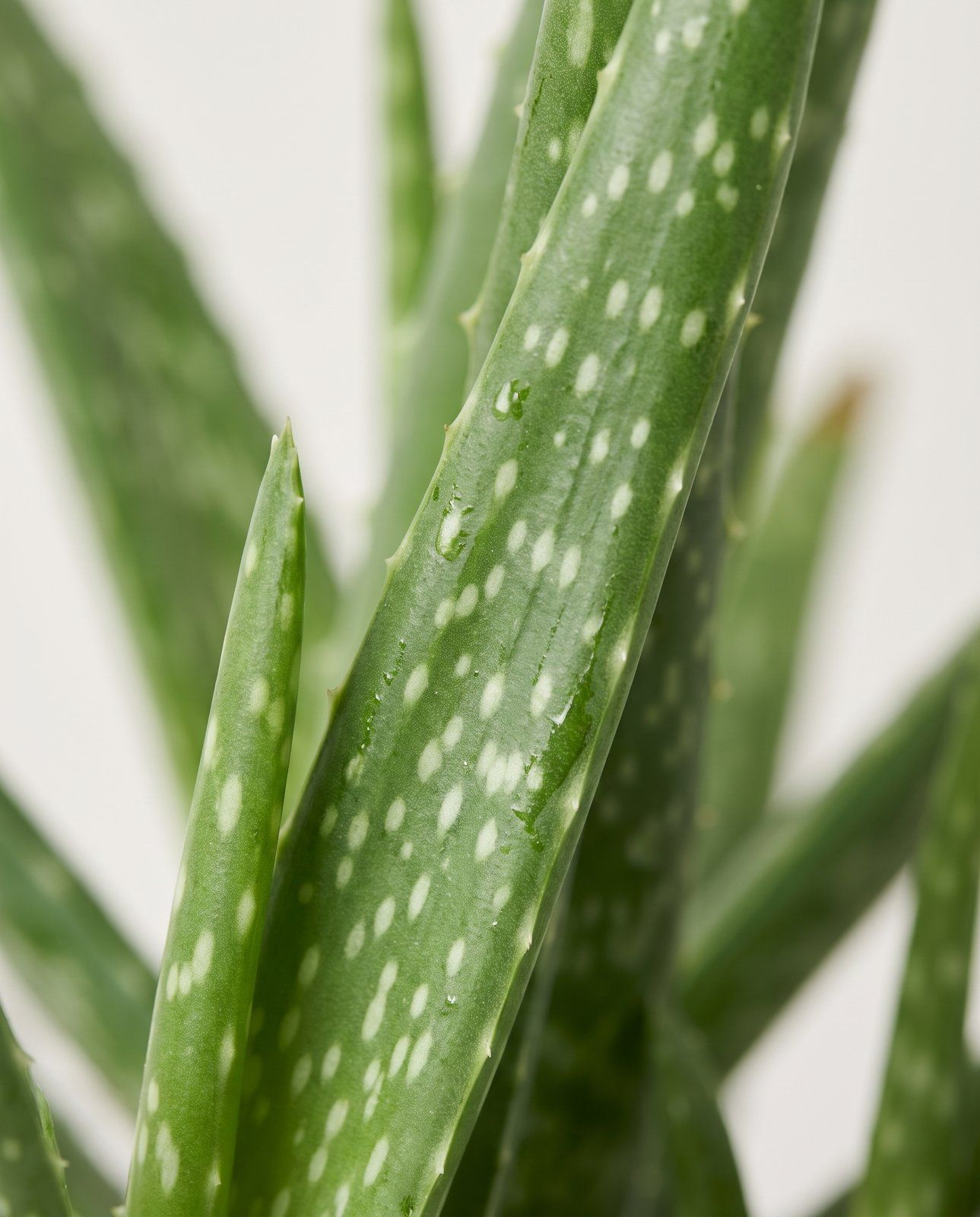 Aloë Vera Aloe vera Aloë Vera