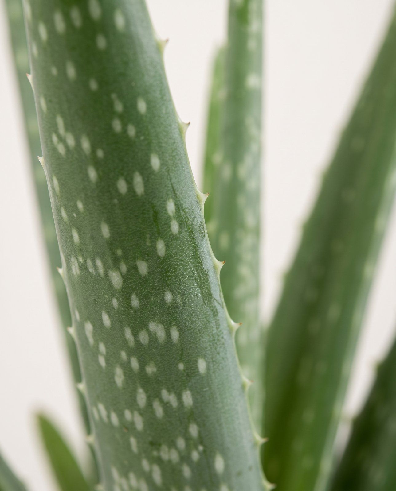 Aloë Vera Aloe vera Aloë Vera