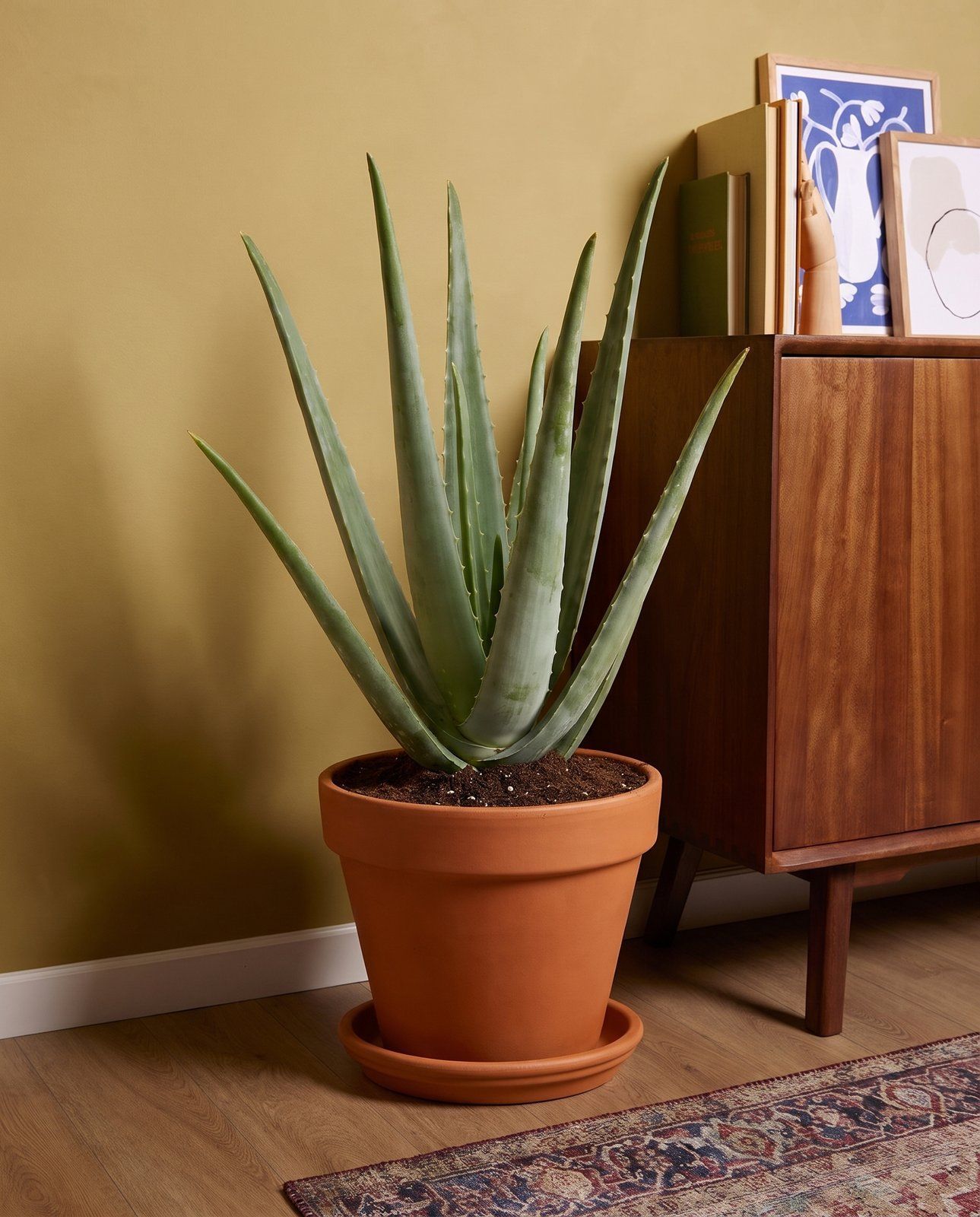 Aloë Vera Aloe vera Aloë Vera