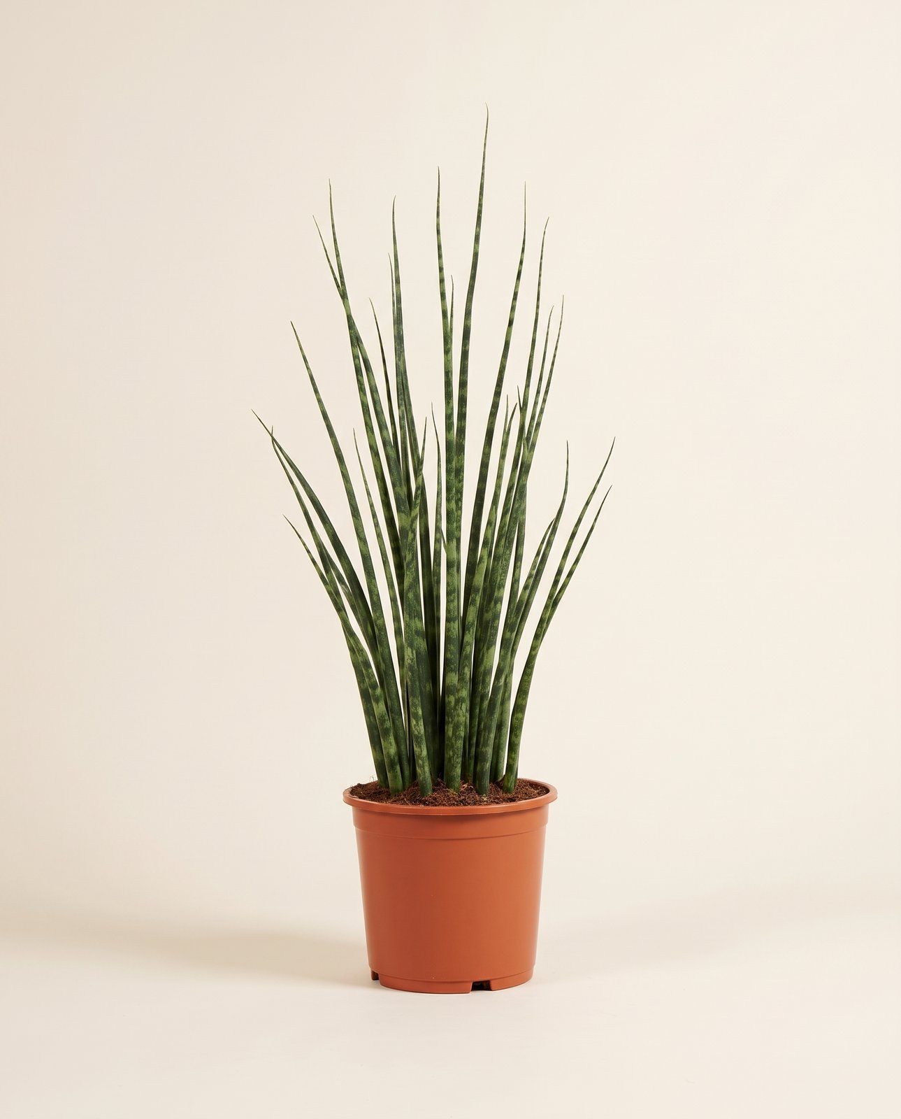 Sansevieria Bogenhanf Fernwood Mikado