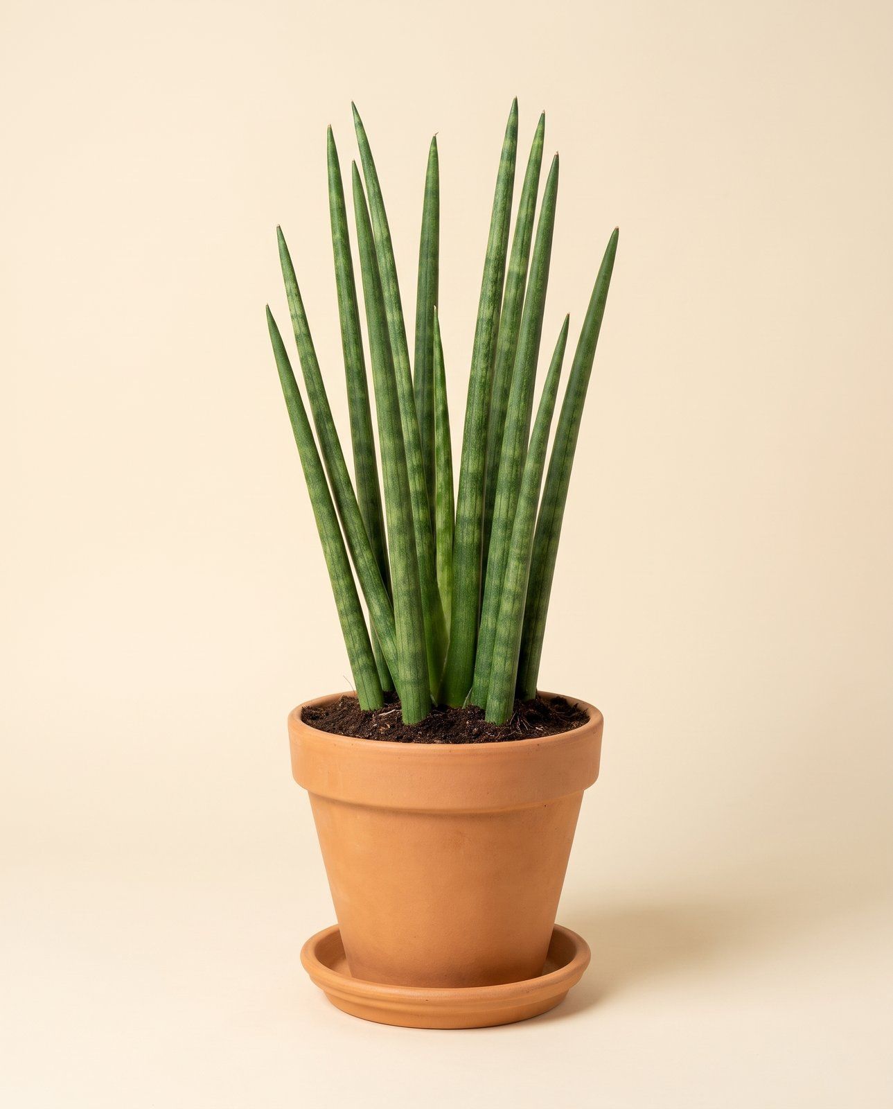 Sansevieria Bogenhanf Fernwood Mikado