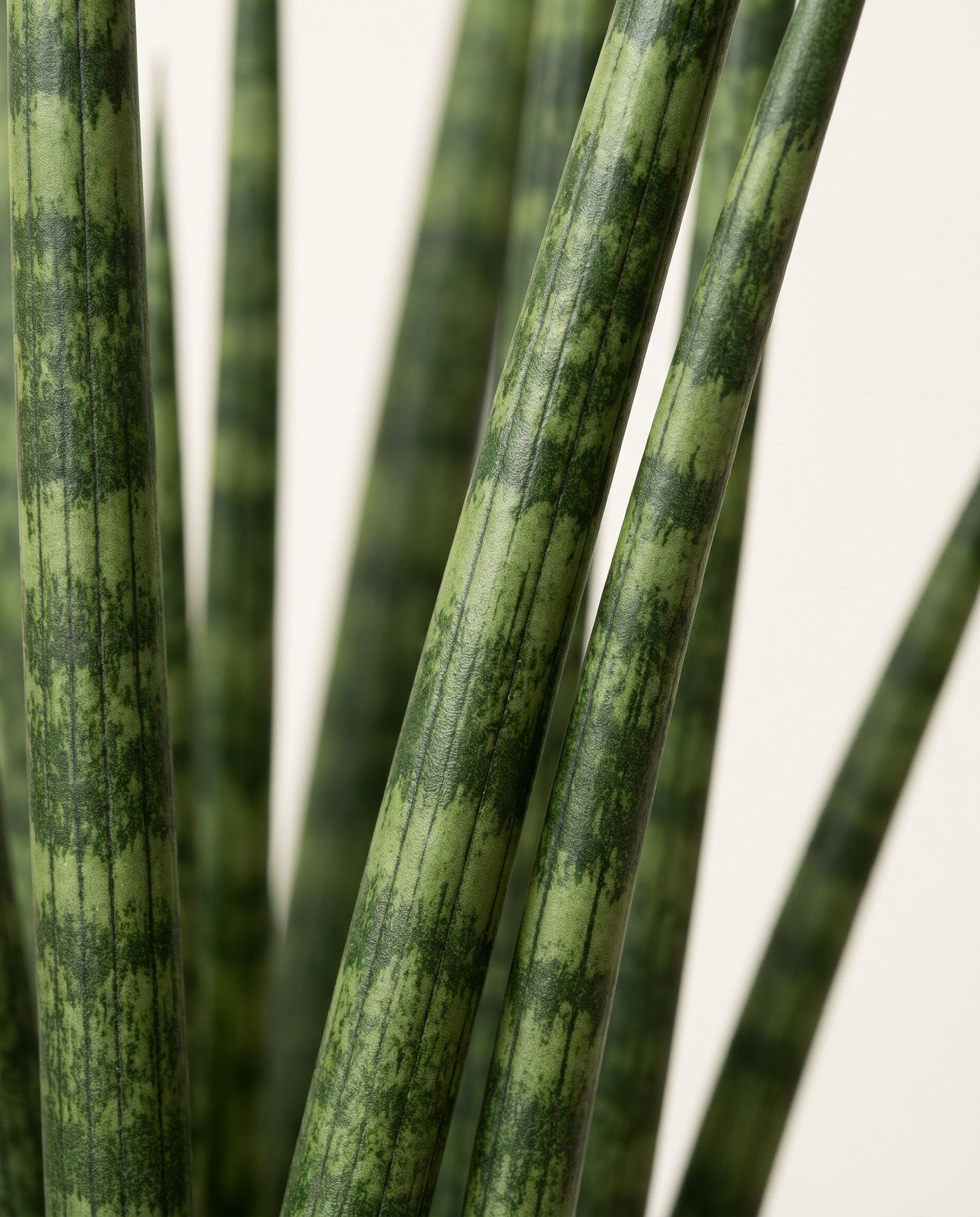 Sansevieria Bogenhanf Fernwood Mikado